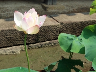 IMG_0467.JPG