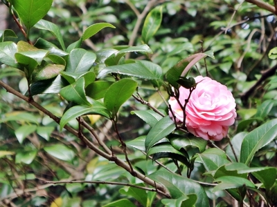 IMG_3630.JPG
