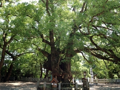 IMG_6134　大楠.JPG