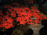 IMG_6217.JPG