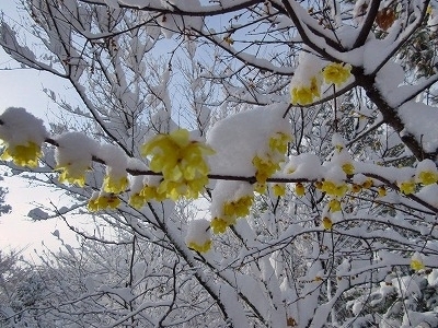 IMG_9650.jpg