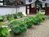 s-IMG_7991.jpg